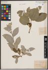Foto von Salix caprea L.